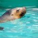 Sea Lion